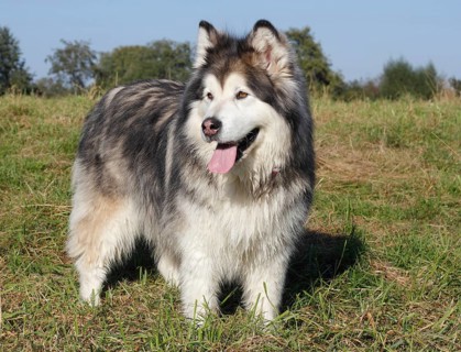 Alaskan Malamute