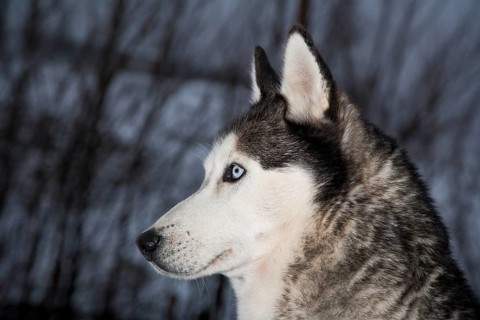 Siberian Husky