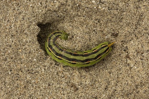 White-lined sphinx (Hyles lineata)