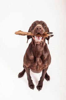 German Shorthaired Pointer gnawing on a deer leg