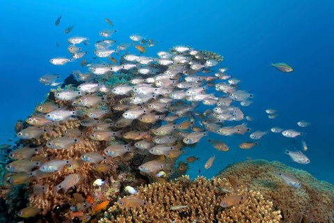 Shoal of Orangelined cardinalfish (Archamia fucata) over coral reef