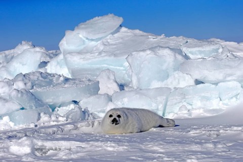 Harp Seal or Saddleback Seal (Pagophilus groenlandicus