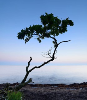 Remains a washed out oak tree on the south coast of Zealand after sunset