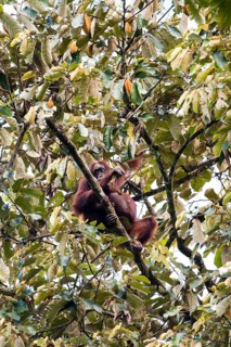 Bornean Orangutan (Pongo pygmaeus)