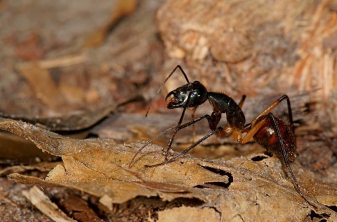 Giant forest ant (Camponotus gigas)