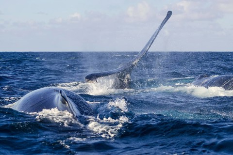Humpback Whale (Megaptera novaeangliae)
