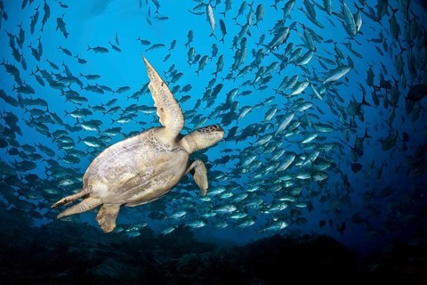 Green turtle (Chelonia mydas) in a swarm of Bigeye trevallies (Caranx sexfasciatus)