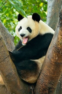 Giant Panda (Ailuropoda melanoleuca) perched on a tree