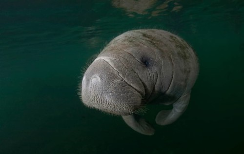 West Indian Manatee (Trichechus manatus)