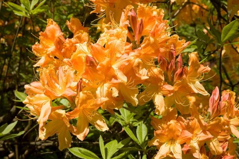 Blooming yellow Rhododendron (Rhododendron molle)
