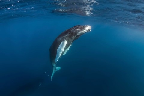 Humpback Whale (Megaptera novaeangliae)