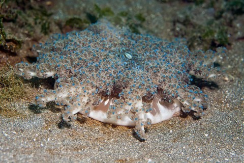 Upside-down jellyfish (Cassiopea)