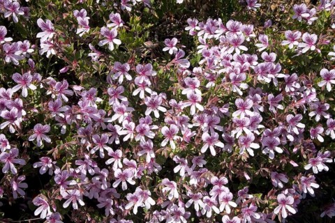 Geranium (Pelargonium betulinum)
