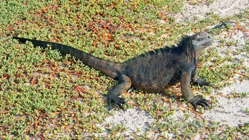 Marine Iguana (Amblyrhynchus cristatus) on Galapagos Carpet Weed (Sesuvium edmonstonei)