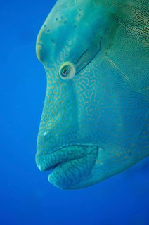 Humphead Wrasse (Cheilinus undulatus)