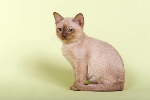 Burmese