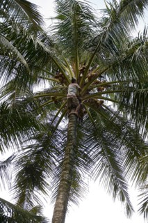 Man harvesting coconuts