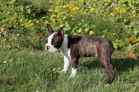 Boston Terrier bitch