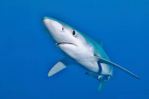 Blue shark (Prionace glauca)