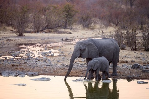 African elephants (Loxodonta africana)