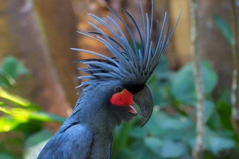 Palm Cockatoo or Great Palm Cockatoo (Probosciger aterrimus)