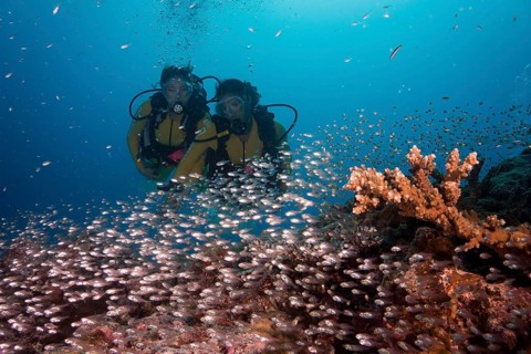 Divers watching a school of Pigmy Sweepers (Parapriacanthus ransonneti)