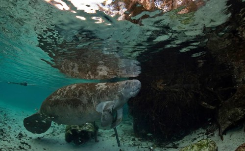 West Indian Manatee (Trichechus manatus)