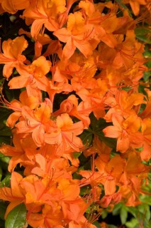 Orange flowering Rhododendron (Rhododendron molle)