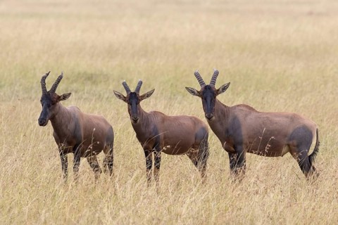 Topis (Damaliscus lunatus jimela)