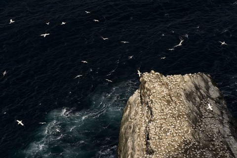 Northern Gannet (Morus bassanus) colony
