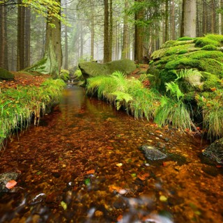 Stream in a misty mountain forest