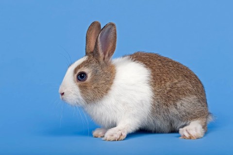 Dutch rabbit