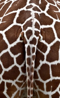Tail of the Reticulated Giraffe (Giraffa camelopardalis reticulata)