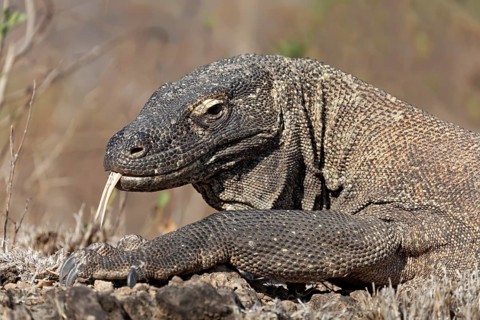 Komodo Dragon (Varanus komodoensis) darting its tongue