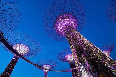 Supertrees