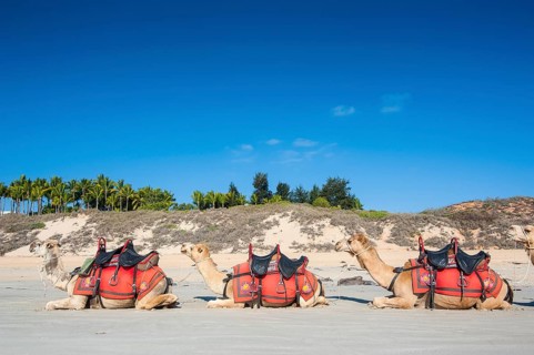 Camels prepared for tourists on Cable Beach