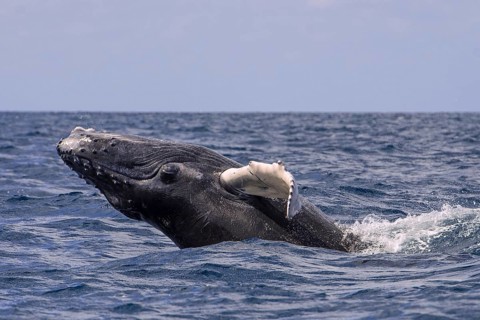 Humpback Whale (Megaptera novaeangliae)