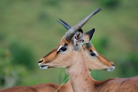 Mirror portrait of two impala stags (Aepyceros melampus)