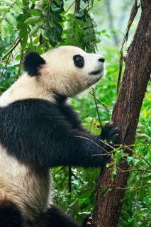 Giant Panda (Ailuropoda melanoleuca)