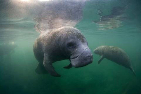 West Indian Manatees (Trichechus manatus)