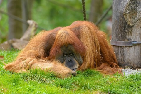 Orang-utan (Pongo) with cheek pads lying in the grass sleeping
