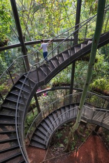 Stairs to the treetops