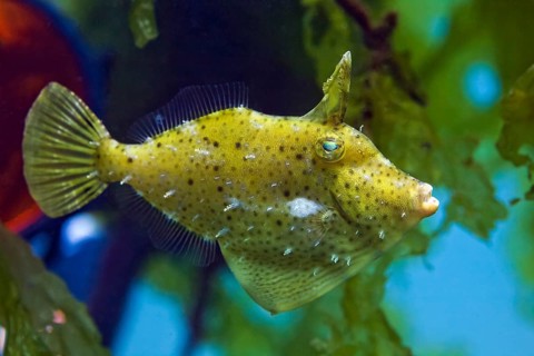 Korean black scraper (Thamnaconus modestoides)