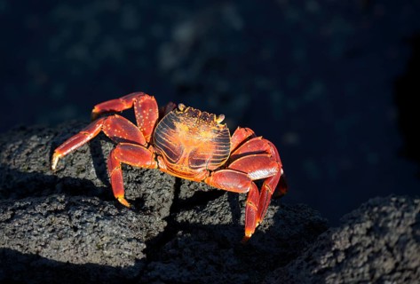Sally Lightfoot crab (Grapsus grapsus) on black lava rock