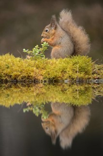 Eurasian Red Squirrel (Sciurus vulgaris) adult
