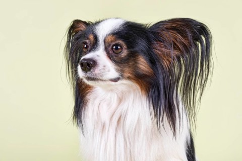 Papillon