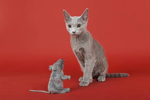 Russian Blue cat