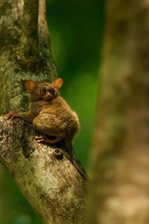 Spectral Tarsier (Tarsius spectrum