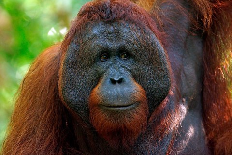 Bornean Orangutan (Pongo pygmaeus)