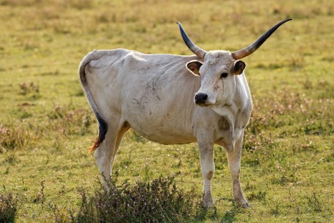 Grey Hungarian Grey cattle